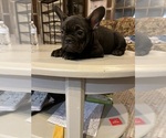 Small #5 French Bulldog