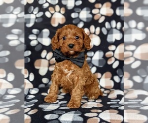 Cavalier King Charles Spaniel-Cavapoo Mix Puppy for sale in NOTTINGHAM, PA, USA