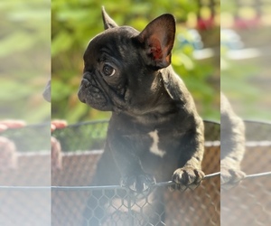 French Bulldog Puppy for sale in WHITEWRIGHT, TX, USA