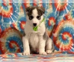Small Photo #1 Pomsky Puppy For Sale in LANCASTER, PA, USA