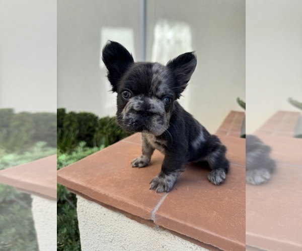 Medium Photo #9 French Bulldog Puppy For Sale in SAN DIEGO, CA, USA