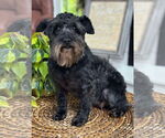 Small #1 Mutt
