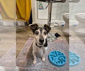 Kiwi a Jack Russell boy - Male Jack Russell Terrier Dog for Adoption - Photo #3