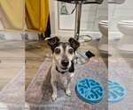 Small #3 Jack Russell Terrier