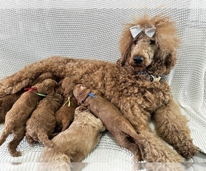 Mother of the Goldendoodle puppies born on 02/14/2024