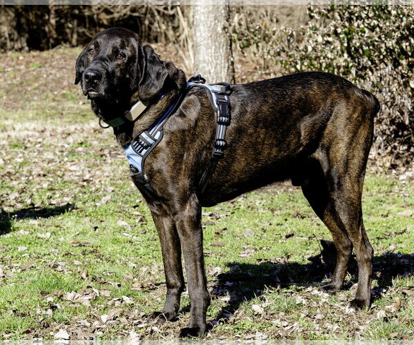 Medium Photo #5 Mountain Cur-Plott Hound Mix Puppy For Sale in Blairsville, GA, USA