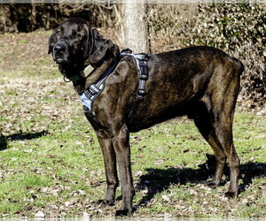Gus - Male Mountain Cur-Plott Hound Mix Dog for Adoption - Photo #5