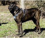 Small Photo #5 Mountain Cur-Plott Hound Mix Puppy For Sale in Blairsville, GA, USA