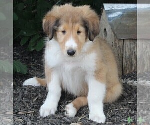 Collie Puppy for sale in FREDERICKSBURG, OH, USA