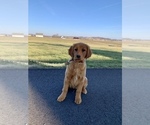 Small Golden Retriever