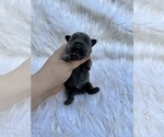 Small Photo #30 French Bulldog Puppy For Sale in HAYWARD, CA, USA