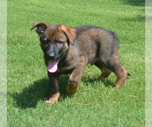 Medium Photo #2 German Shepherd Dog Puppy For Sale in POWDER SPRINGS, GA, USA