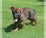 Small Photo #6 German Shepherd Dog Puppy For Sale in POWDER SPRINGS, GA, USA