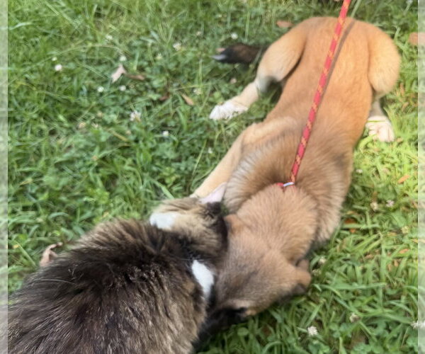 Medium Photo #8 Mutt Puppy For Sale in Yardley, PA, USA