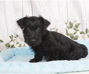 Scottish Terrier Puppy for sale in PENNS CREEK, PA, USA