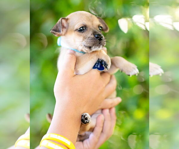 Medium Photo #2 Chihuahua-Unknown Mix Puppy For Sale in Corona, CA, USA