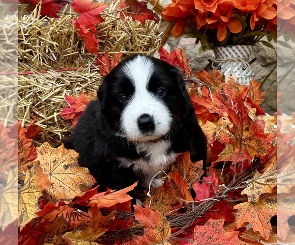Medium Photo #5 Bordernese Puppy For Sale in LATROBE, PA, USA
