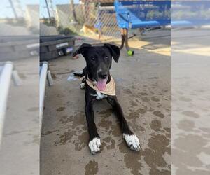 Australian Shepherd-Unknown Mix Dogs for adoption in Chula Vista, CA, USA