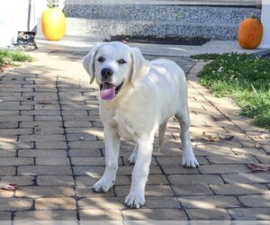 Golden Retriever Puppy for Sale in SYRACUSE, Indiana USA