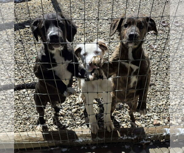 Medium Photo #2 Australian Shepherd-Saint Bernard Mix Puppy For Sale in Woodsfield, OH, USA
