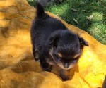 Small #2 Pomeranian