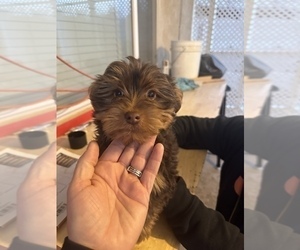 Yorkshire Terrier Puppy for sale in ALBUQUERQUE, NM, USA