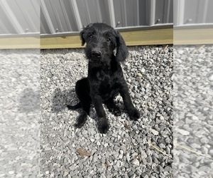 Labradoodle Puppy for sale in BENTON, IL, USA