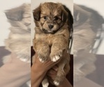 Puppy Baby Pup 1 Bichpoo-Jack-A-Ranian Mix