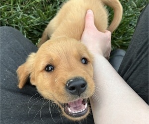 Medium Golden Retriever