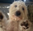Small Photo #1 Goldendoodle Puppy For Sale in VERMILION, OH, USA