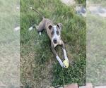 Small American Staffordshire Terrier Mix