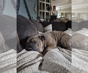 Father of the Bulldog puppies born on 02/09/2026