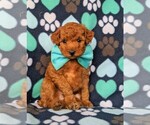 Small Photo #3 Poodle (Toy) Puppy For Sale in LINCOLN UNIV, PA, USA