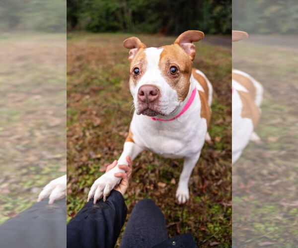 Medium Photo #3 American Staffordshire Terrier-Unknown Mix Puppy For Sale in Holly Springs, NC, USA