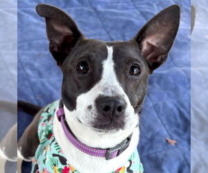 Mutt Dogs for adoption in Jefferson, WI, USA