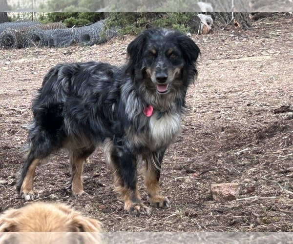 Medium Photo #1 Australian Shepherd Puppy For Sale in BAILEY, CO, USA