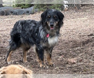 Mother of the Australian Shepherd puppies born on 06/26/2025