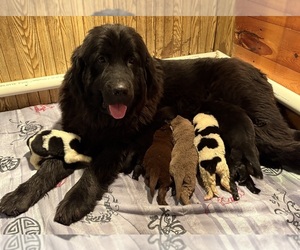Newfoundland Puppy for sale in WAUSEON, OH, USA