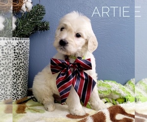 English Cream Golden Retriever-Poodle (Standard) Mix Puppy for sale in CEDAR GAP, MO, USA