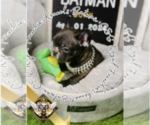 Puppy Batman French Bulldog