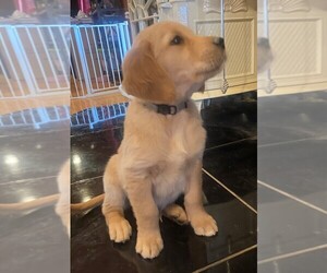 Golden Retriever Puppy for sale in BUCHANAN, GA, USA