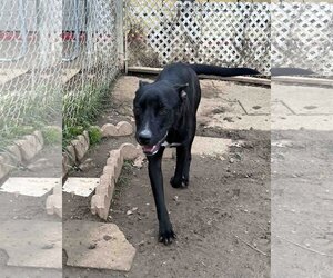 Labrador Retriever-Unknown Mix Dogs for adoption in Shreveport, LA, USA