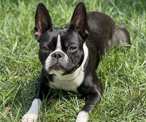 Mother of the Boston Terrier puppies born on 03/11/2022