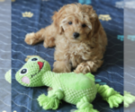 Small #11 Cavapoo