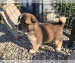 Puppy Nala Akita