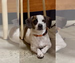 Small #1 Beagle Mix