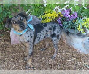 Catahoula Leopard Dog-Unknown Mix Dogs for adoption in Oklahoma City, OK, USA