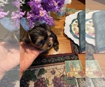Puppy Little chubby b Biewer Yorkie-Shorkie Tzu Mix