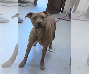 Mutt Dogs for adoption in Fayetteville, NC, USA