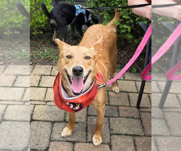 Medium Photo #2 Australian Kelpie-Golden Retriever Mix Puppy For Sale in Germantown, OH, USA